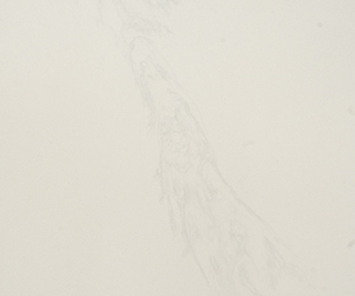 牡丹花 花纹/鱼肚白